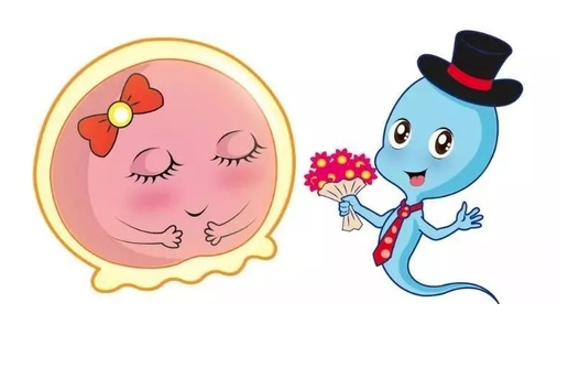 试管婴儿,你的卵子质量达标了吗?