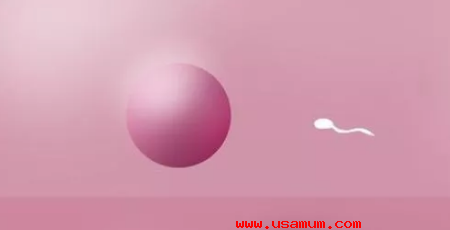 试管婴儿成功进行需要多少个卵泡?